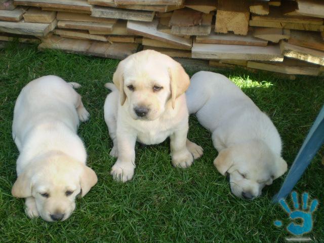 3 stenata labrador.jpg
