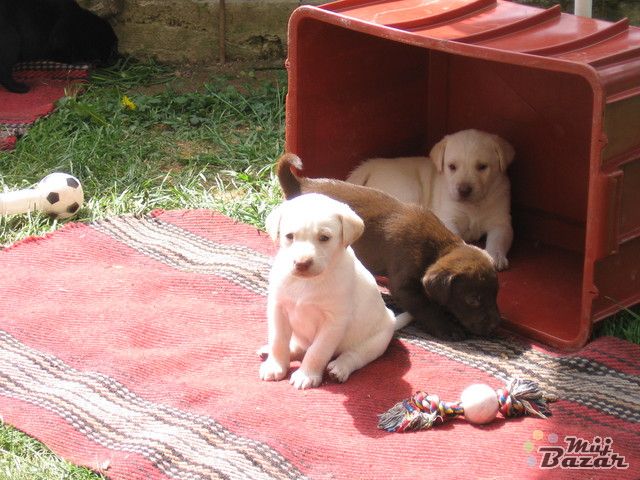 95-stenata-labradorskeho-retrivra_3.jpg
